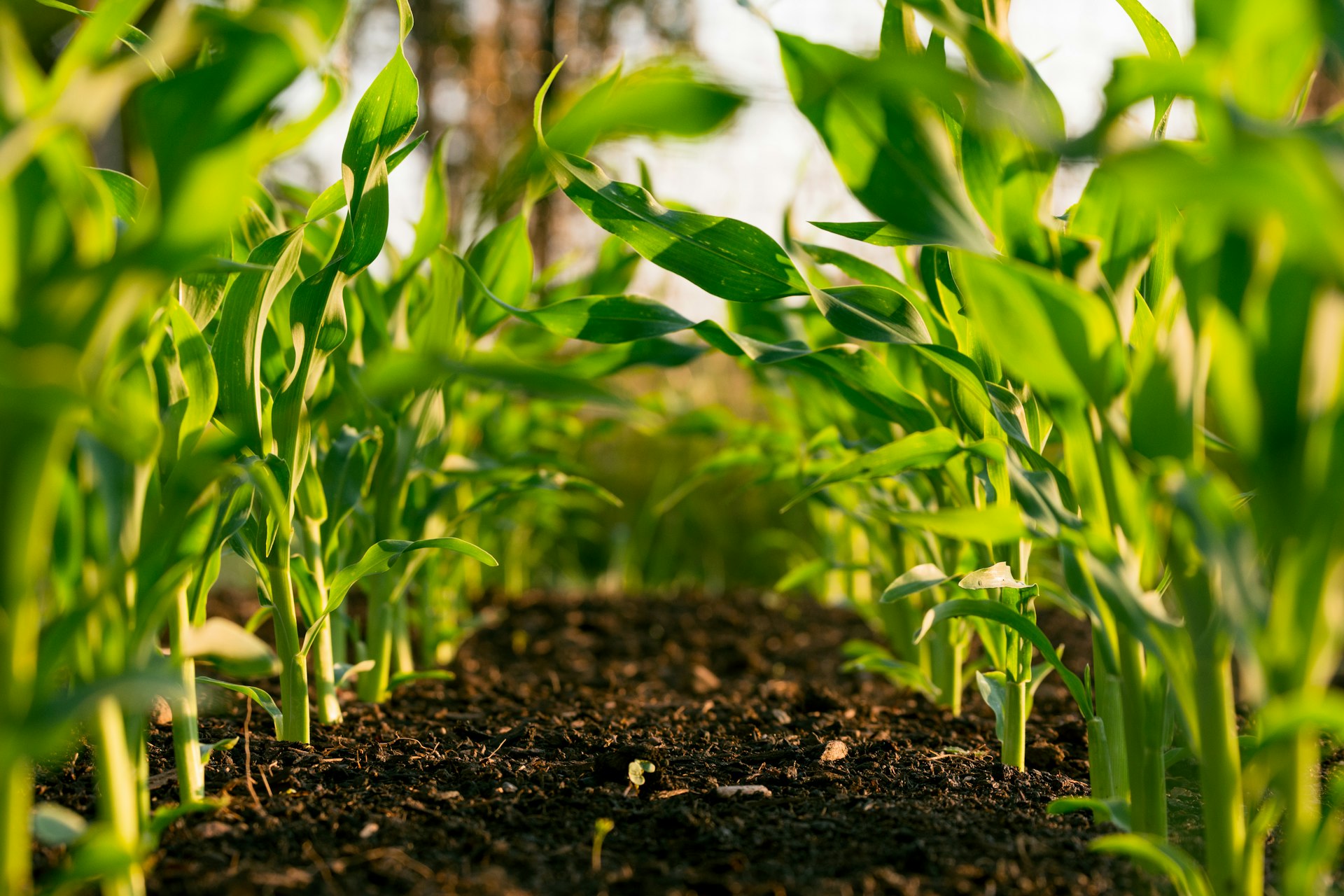 Agribusiness & Food Processing
